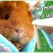 How to make a cage for a guinea pig with your own hands at home &#8211; drawings and photos