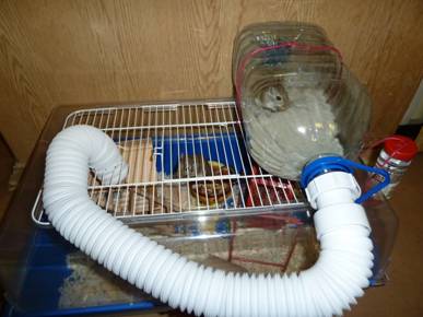 How to make a hamster cage with your own hands at home from improvised materials