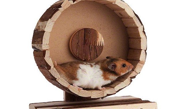 How to make a hamster wheel at home