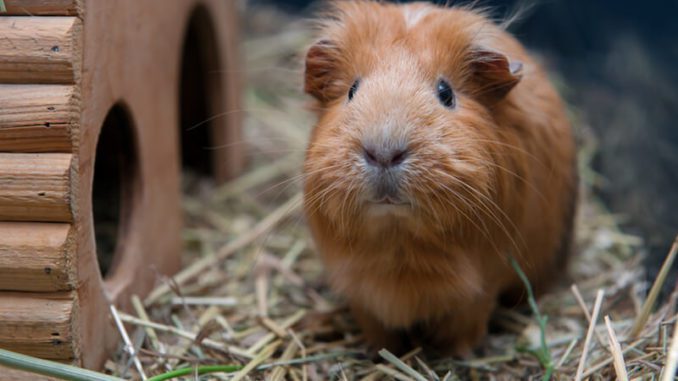 How to make a house for a guinea pig with your own hands at home - drawings and photos