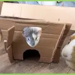 How to make a house for a guinea pig with your own hands at home – drawings and photos