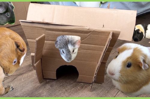 How to make a house for a guinea pig with your own hands at home &#8211; drawings and photos