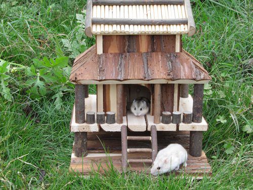 How to make a house for a hamster with your own hands at home