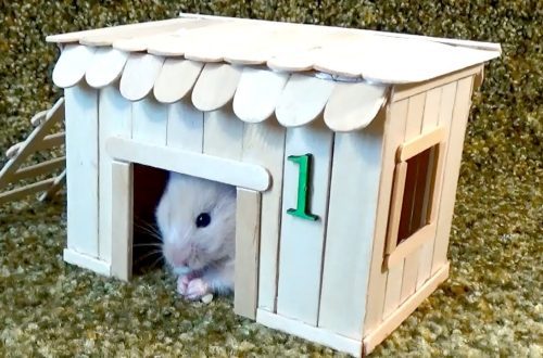 Cumu fà una casa per un hamster cù e vostre mani in casa