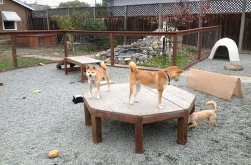 How to make a playground for the dog near the house?
