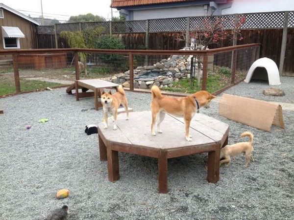 How to make a playground for the dog near the house?