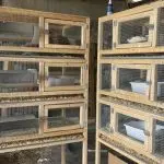 How to make a quail cage with your own hands: the choice of materials and recommendations for creating a design