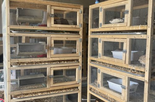How to make a quail cage with your own hands: the choice of materials and recommendations for creating a design