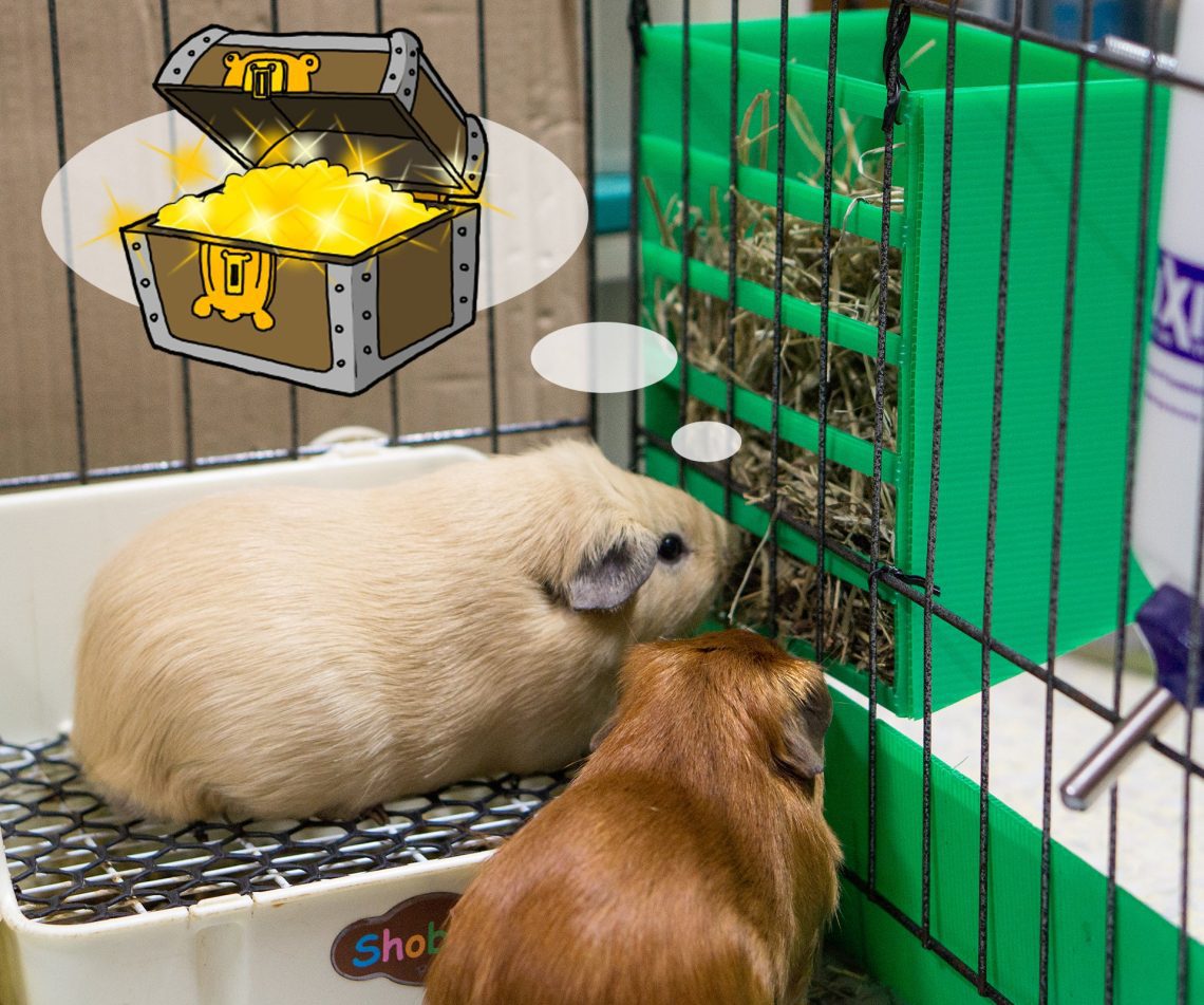 How to make a rack for guinea pigs with your own hands: instructions and drawings