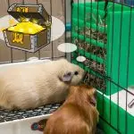 How to make a rack for guinea pigs with your own hands: instructions and drawings