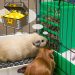 Guinea pig diarrhea: what to do with loose stools?