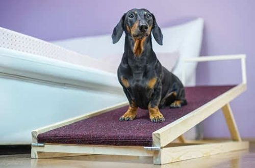 How to make a ramp for a dog with your own hands