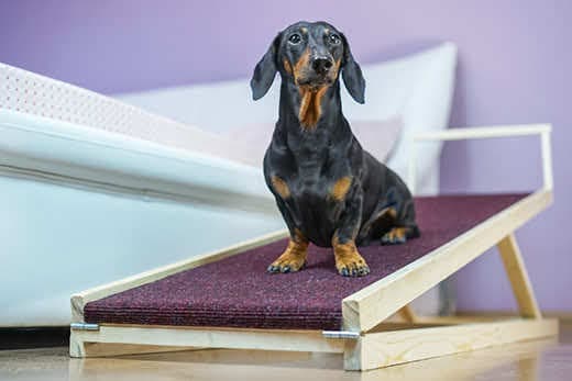 How to make a ramp for a dog with your own hands