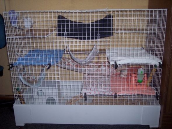 How to make a rat cage with your own hands from improvised materials at home