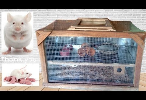 How to make a rat cage with your own hands from improvised materials at home