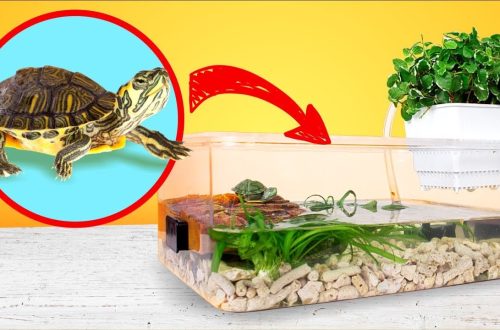 How to make a terrarium for a land turtle with your own hands (drawings and photos of handmade products at home from improvised means and materials)