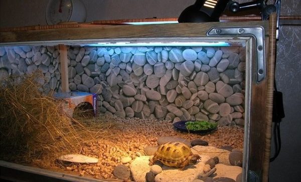 How to make a terrarium for a land turtle with your own hands (drawings and photos of handmade products at home from improvised means and materials)