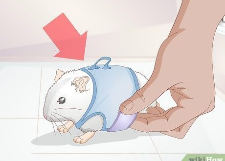 How to make a walking ball for a hamster with your own hands at home