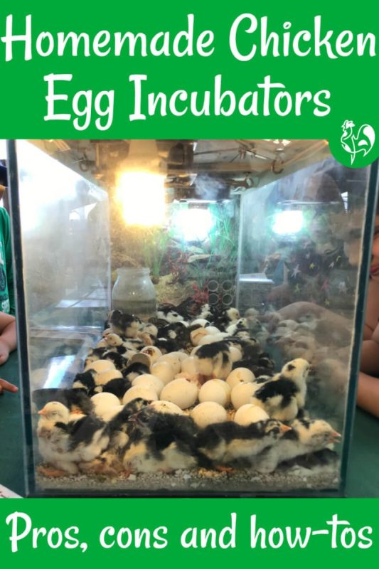 How to make an incubator with your own hands: what you need to breed chickens at home