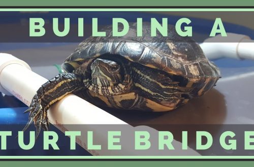 How to make an island and a bridge for a red-eared turtle with your own hands (a coast, a raft, land at home from improvised materials)