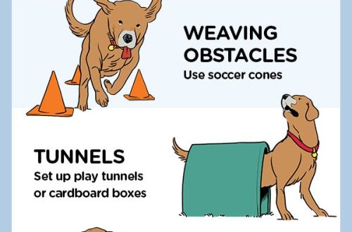 How to make an obstacle course for your dog