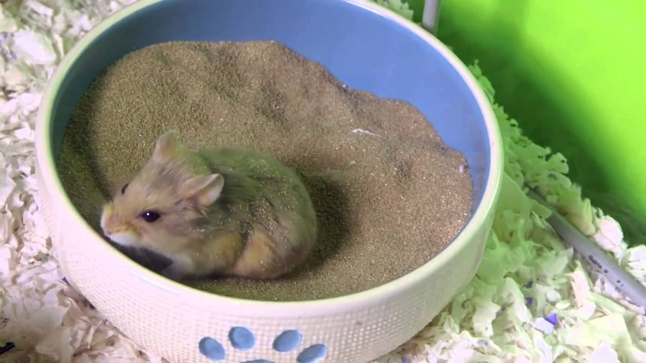 How to make DIY hamster toys at home
