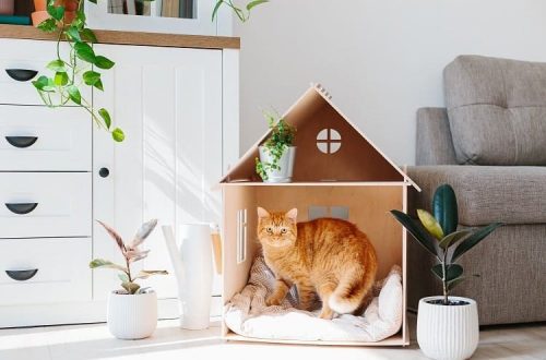 How to make your home cat-safe