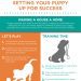 Things you will need if you have your first puppy