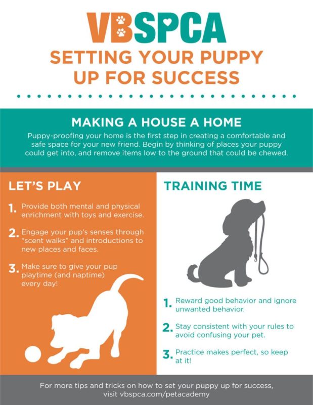 How to make your puppy&#8217;s home safe