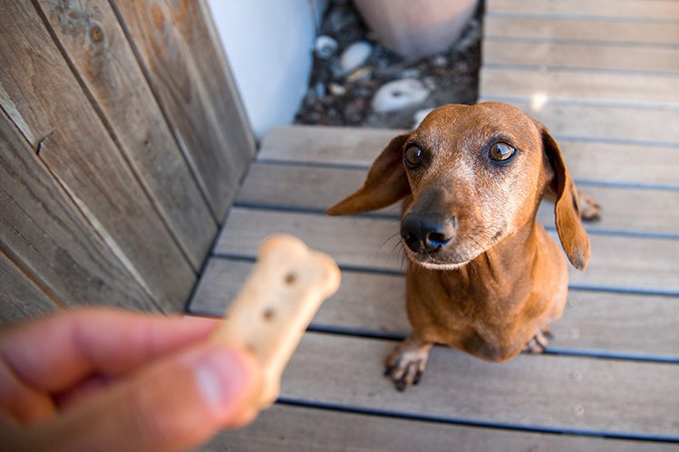How to mess up your pet&#8217;s eating behavior