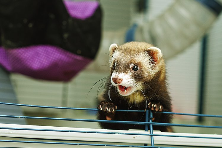 How to name a ferret?