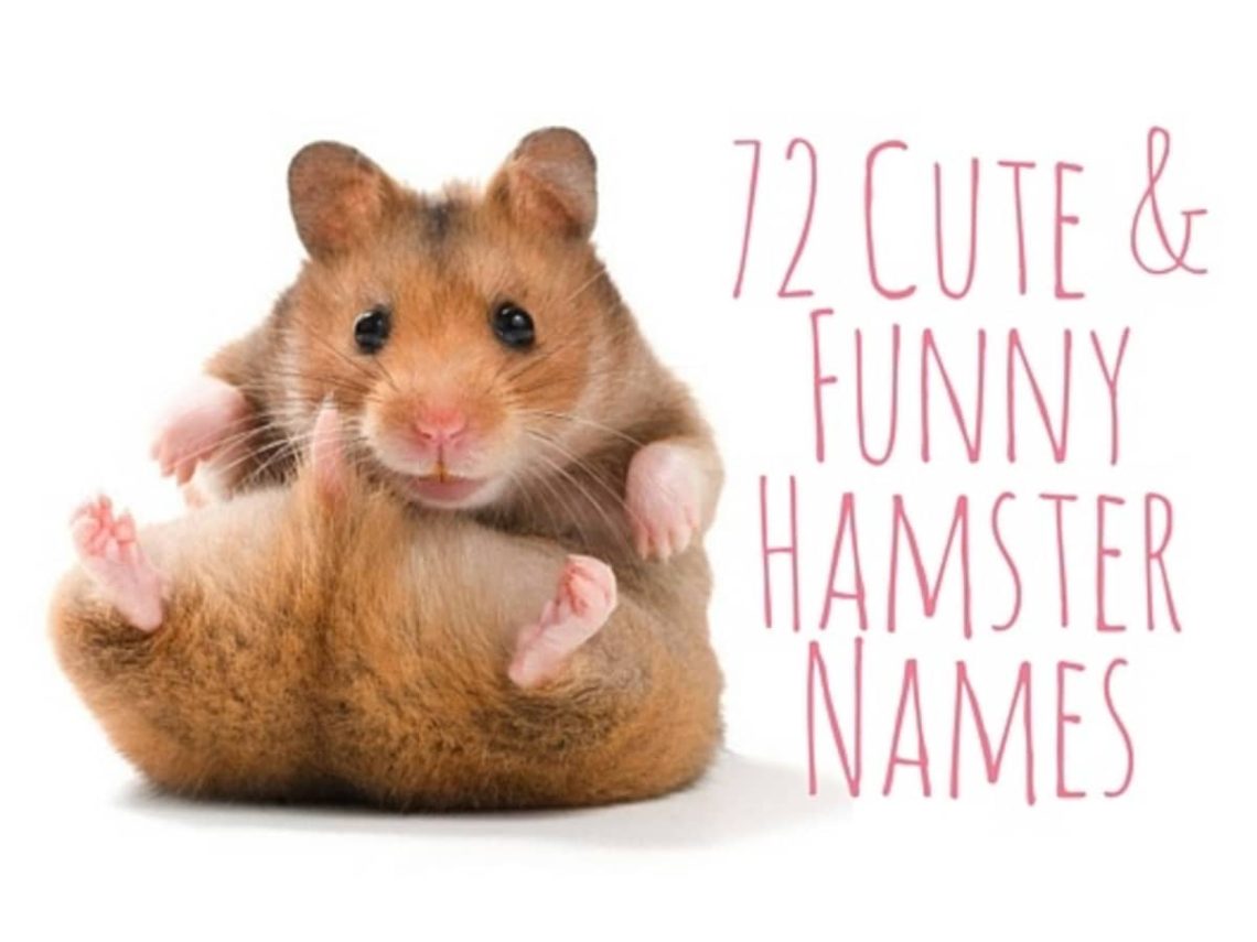 How to name a hamster: a list of names for boys and girls, choosing a nickname for the Dzungarian and Syrian breed