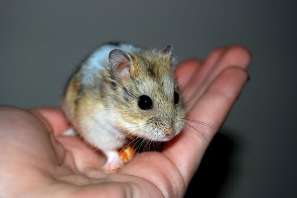 How to name a hamster: a list of names for boys and girls, choosing a nickname for the Dzungarian and Syrian breed