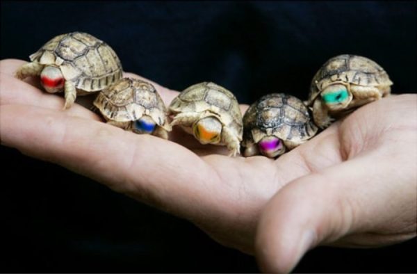 How to name a turtle: names for girls and boys (nicknames for land and red-eared)