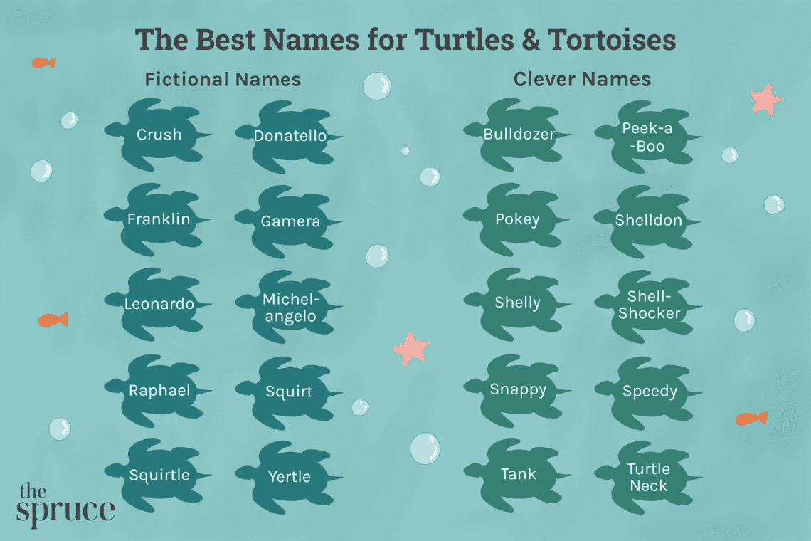 How to name a turtle: names for girls and boys (nicknames for land and red-eared)