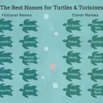 How to name a turtle: names for girls and boys (nicknames for land and red-eared)