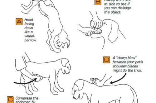 How to perform the Heimlich maneuver if the dog is choking