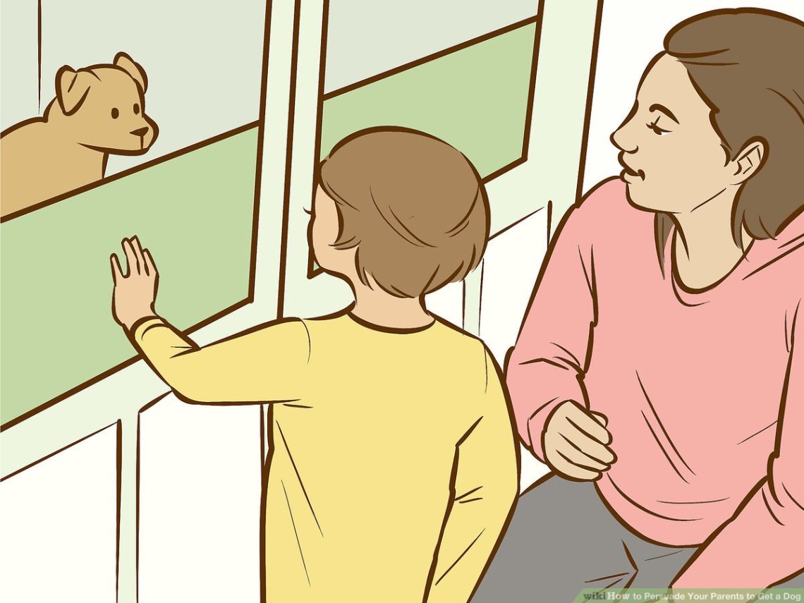 How to persuade parents to buy a dog, what to do when children beg for a dog
