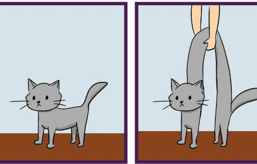 How to pick up a cat