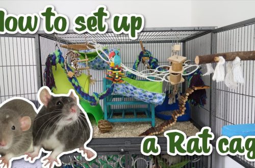 How to play with a decorative rat at home