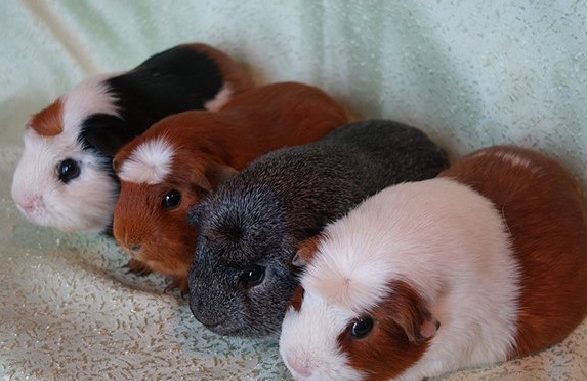 How to play with a guinea pig: a list of activities at home