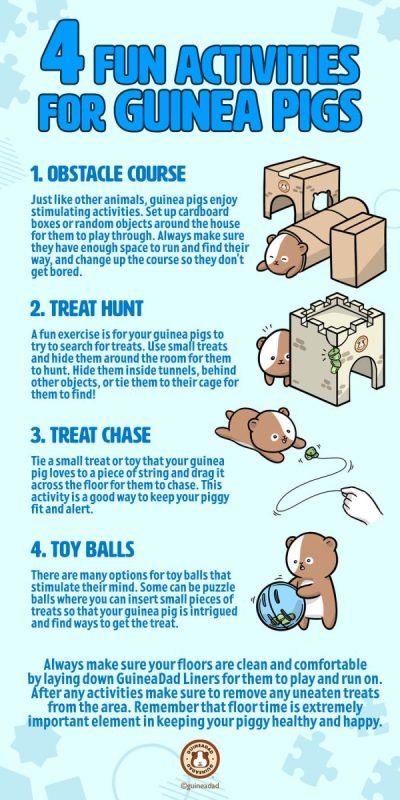 How to play with a guinea pig: a list of activities at home