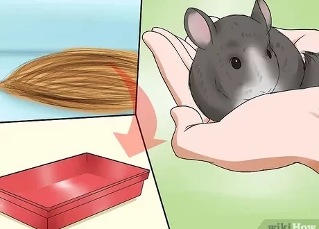 How to potty train a chinchilla in one place