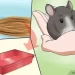 How many years do chinchillas live at home, the average life expectancy in captivity