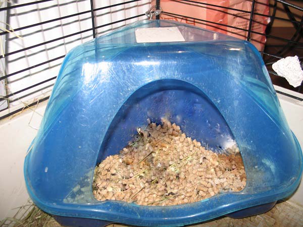 How to potty train a guinea pig in one place