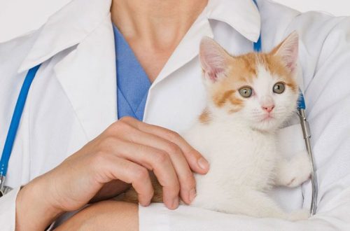 How to prepare a kitten for vaccination?
