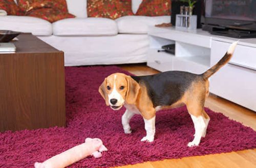 How to prepare an apartment for the arrival of a dog: 3 steps