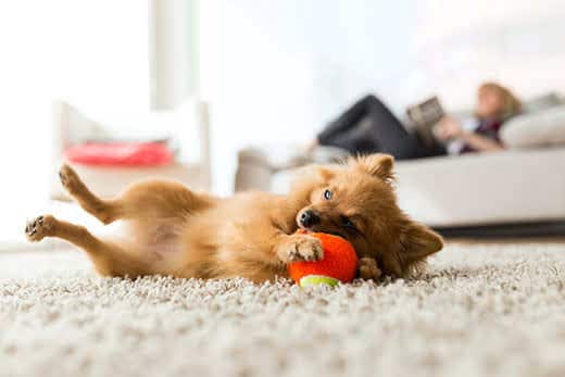 How to prepare an apartment for the arrival of a dog: 3 steps