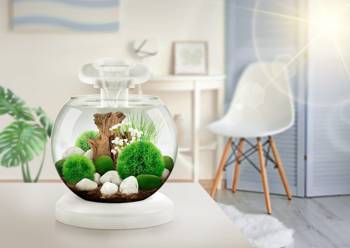 How to prepare an aquarium as a gift?