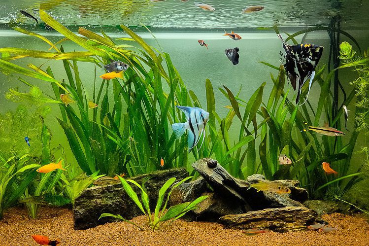 How to prepare the aquarium for the holidays?